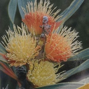 Close-up of three vibrant orange and yellow Banksia flowers, with spiky petals and green leaves in the background, all beautifully arranged in a Hakea cinerea 'Grey Hakea' 6" Pot.