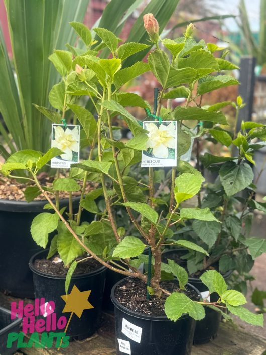 Potted hibiscus plants, including the Hibiscus 'White Kalakaua' 6" Pot (Copy), are displayed for sale at a gardening center. A sign in the background reads "Hello Hello Plants.