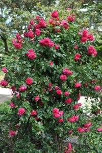A lush bush of vibrant red Rose 'Laguna' Climber roses in full bloom, their beauty accentuated by green foliage, thrives as a stunning climber in an outdoor garden.