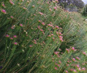 Dense green bush with numerous small pink flowers growing on tall, slender stems in an 8" pot. The foliage appears to be leaning slightly to one side, possibly due to wind. Trees and a distant landscape are in the background, making it reminiscent of a Leucadendron 'Jubilee Crown' 8" Pot.