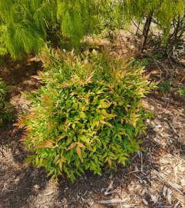 A Rose 'Charlotte™' David Austin Bush Form with green and reddish leaves thrives on a mulch-covered ground, surrounded by other lush greenery.