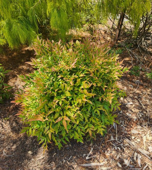 A Rose 'Charlotte™' David Austin Bush Form with green and reddish leaves thrives on a mulch-covered ground, surrounded by other lush greenery.