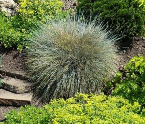 A spiky, round bush with thin, silver-green blades resembling Poa 'Grey' Tussock Grass 6″ Pot is surrounded by various green plants and stone steps in a garden.