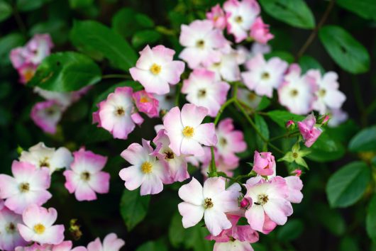 Cluster of small, pink and white flowers with green leaves in a delightful Rose 'Addictive Lure' Bush Form (Copy).