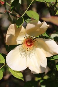 A close-up of a single pale yellow Rose 'Princess Anne' Bush Form (Copy) in full bloom, surrounded by green leaves.