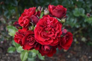 A cluster of Rose 'Cumberland' Climbers in full bloom, with dark green leaves in the background.