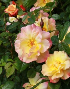Close-up of blooming Rose 'Laguna' Climber (Copy) with pink and yellow petals surrounded by green foliage.