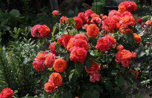 A cluster of vibrant orange and pink Rose 'Addictive Lure' Bush Form (Copy) roses in full bloom in a garden, with lush green leaves and other foliage providing a beautiful backdrop.