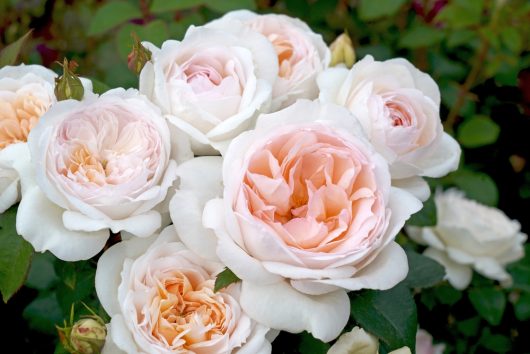 Close-up of a blooming light pink Rose 'Addictive Lure' Bush Form with lush green leaves in the background, creating an addictive lure for the senses.