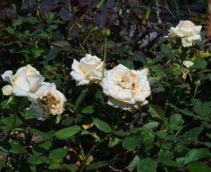 Several white roses in various states of bloom form a Rose 'Addictive Lure' Bush Form (Copy) amidst green foliage in a garden setting.