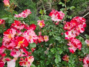 A cluster of Rose 'Fourth of July' Climber, reminiscent of a Fourth of July celebration, with green leaves in a garden, partially shaded by surrounding plants. A climber among the blooms adds an enchanting vertical element to the scene.