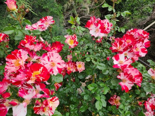 A cluster of Rose 'Fourth of July' Climber, reminiscent of a Fourth of July celebration, with green leaves in a garden, partially shaded by surrounding plants. A climber among the blooms adds an enchanting vertical element to the scene.