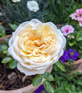 Close-up of a cream-colored Rose 'Fair Bianca' Bush Form (Copy) with multiple petals, blooming in a garden. Various other flowers and greenery are visible in the blurred background.