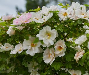 A cluster of white and light pink flowers with green leaves forms a charming Bush in an outdoor garden setting, including the delightful Rose 'Happy Birthday' Bush Form (Copy).