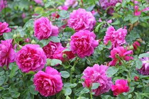 A cluster of vibrant pink roses, reminiscent of Rose 'Raspberry Cupcake™' Bush Form (Copy) hues, in full bloom with lush green leaves surrounding them.