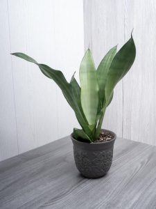 A Sansevieria 'Moonshine' Snake Plant 8″ Pot sits on a gray wooden surface against a light-colored wooden wall.