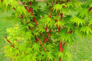 Close-up of a plant with bright red stems and vibrant green, deeply lobed leaves, set against the serene backdrop of a winter garden's green grass. senkaki japanese maple