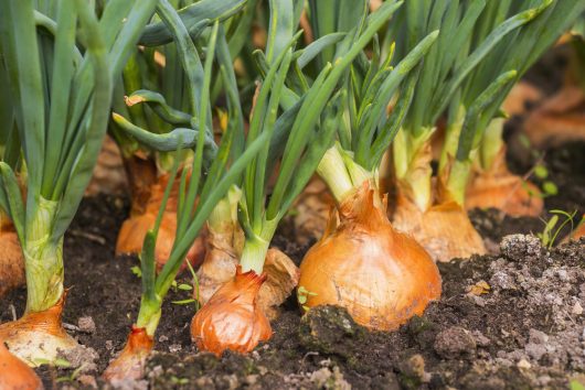 Close-up of several onions growing in dark soil, with green shoots extending upward. The scene captures a healthy, flourishing crop, showcasing a colourful blend of vibrant greens and earthy browns as the onions flourish from their Onion 'Colourful Blend' 4" Pot (Copy).