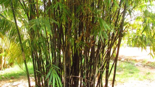 A dense cluster of tall, green bamboo plants with slender stems, including varieties like Bambusa 'Timor Black' Bamboo 8" Pot, grows in a sunny outdoor setting.