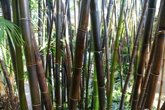 A dense cluster of tall, Bambusa 'Timor Black' Bamboo 8" Pot stalks is surrounded by lush green foliage in a serene Bamboo forest.