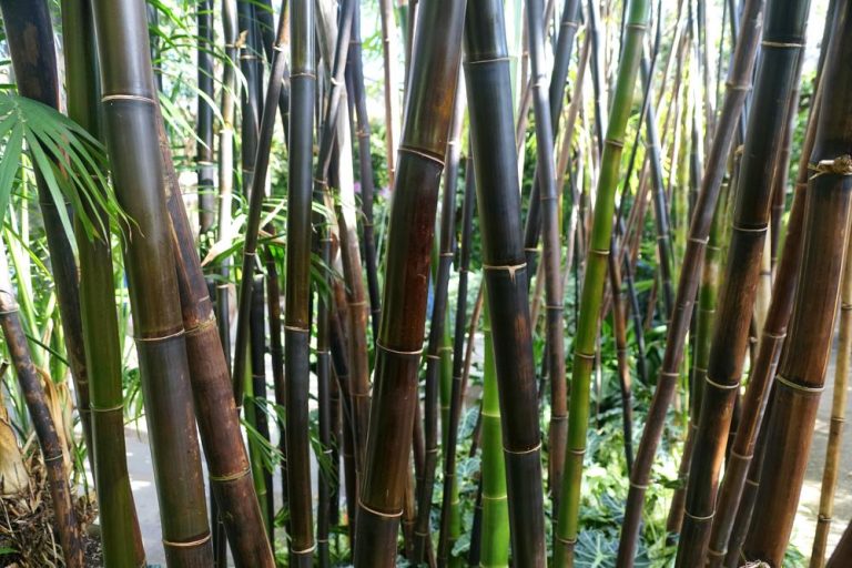 Bambusa 'Timor Black' Bamboo 8