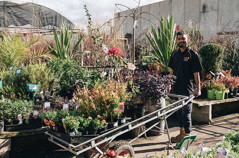 A man stands next to a cart filled with various bare rooted plants for sale at a garden nursery.
