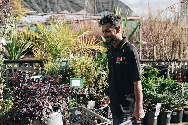 A man in a black shirt with a colorful logo tends to bare rooted plants for sale at an outdoor garden center.