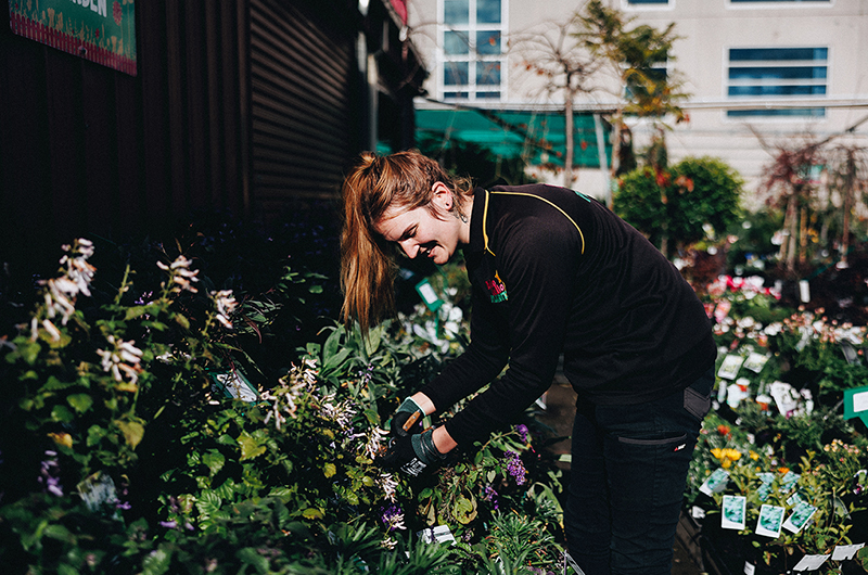 A person with a ponytail and black clothing is tending to bare rooted plants for sale in a garden center on a sunny day.