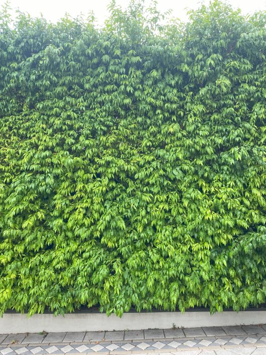 A tall, dense hedge covered in green foliage, bordered by a paved stone walkway at the bottom, features the delicate beauty of Waterhousia 'Weeping Lilly Pilly' (Copy) interwoven throughout.