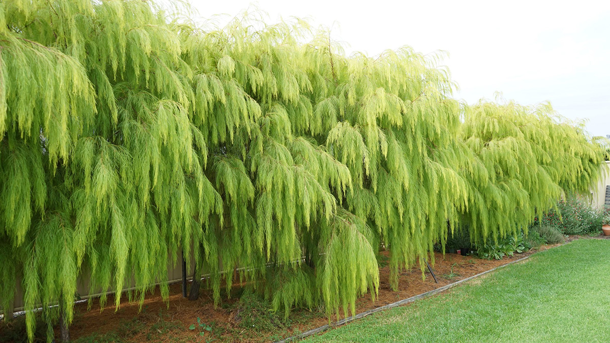 A row of lush, green weeping willow trees with long, drooping branches grows along the side of a yard, bordered by a small patch of green grass. These majestic plants for incredible fragrance add an enchanting aroma to the serene setting. Acacia cognata Lime Magik Trees