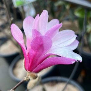 Close-up of a pink magnolia flower in bloom. The flower is situated among potted plants in a greenhouse or nursery environment. Magnolia Leonard Messel