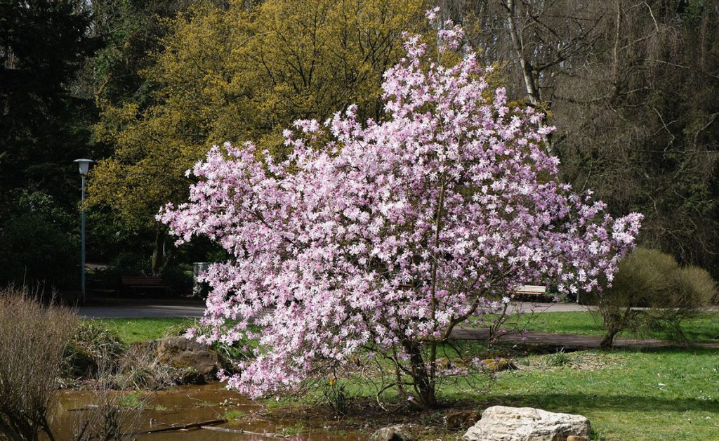 A blossoming tree with pink flowers, renowned among plants for incredible fragrance, stands near a small pond in a park. The background features more trees and a few benches. Magnolia