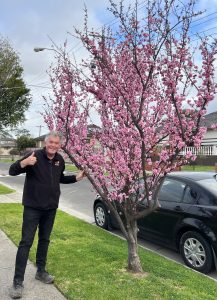 A man stands smiling next to a small tree with pink blossoms—one of the best magnolias for early spring—on a suburban street, giving a thumbs-up gesture. A black car is parked nearby.