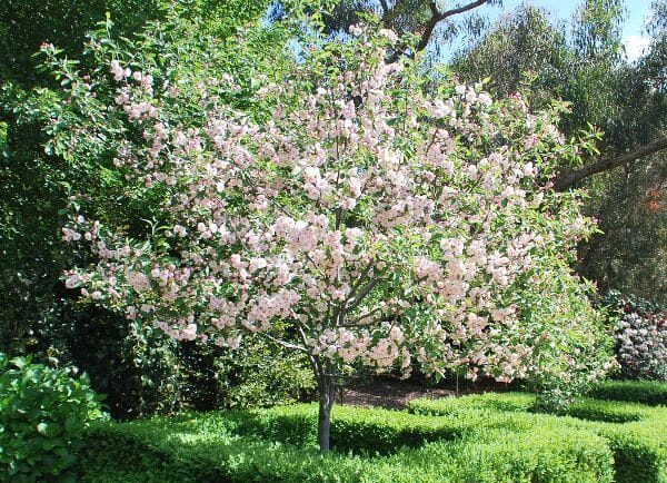 A small tree with pink blossoms, one of the best magnolias for early spring, stands in the center of a neatly trimmed, square hedge, surrounded by a garden with various plants and flowers.