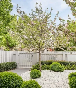 A neat garden features a tree, round shrubs, and white pebble ground cover. A white fence and gate are in the background.