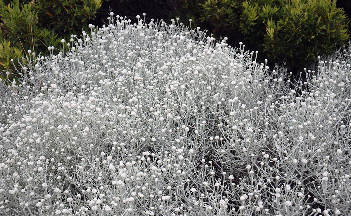 A dense cluster of silver cushion plants with small, round, white flower heads and green foliage in the background creates a captivating scene—ideal among plants for incredible fragrance. leucophyta brownii compacta nana