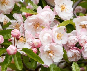 Close-up of light pink flowers with yellow centers and green leaves, in full bloom; these blossoms are among the best magnolias for early spring.