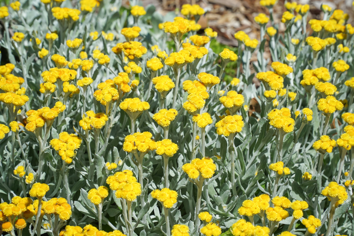 A dense patch of yellow wildflowers with green stems and leaves growing in a field. These plants, known for their incredible fragrance, thrive amidst the mulch-covered ground in the background.