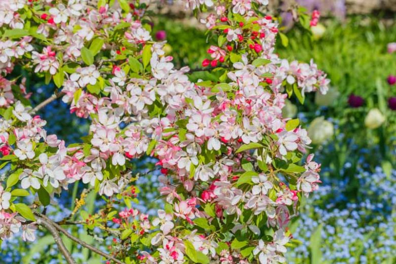 A blooming tree branch with light pink and white flowers, surrounded by a vibrant garden with various plants and flowers in the background. Among them, the best magnolias for early spring add an extra touch of beauty to the scene.