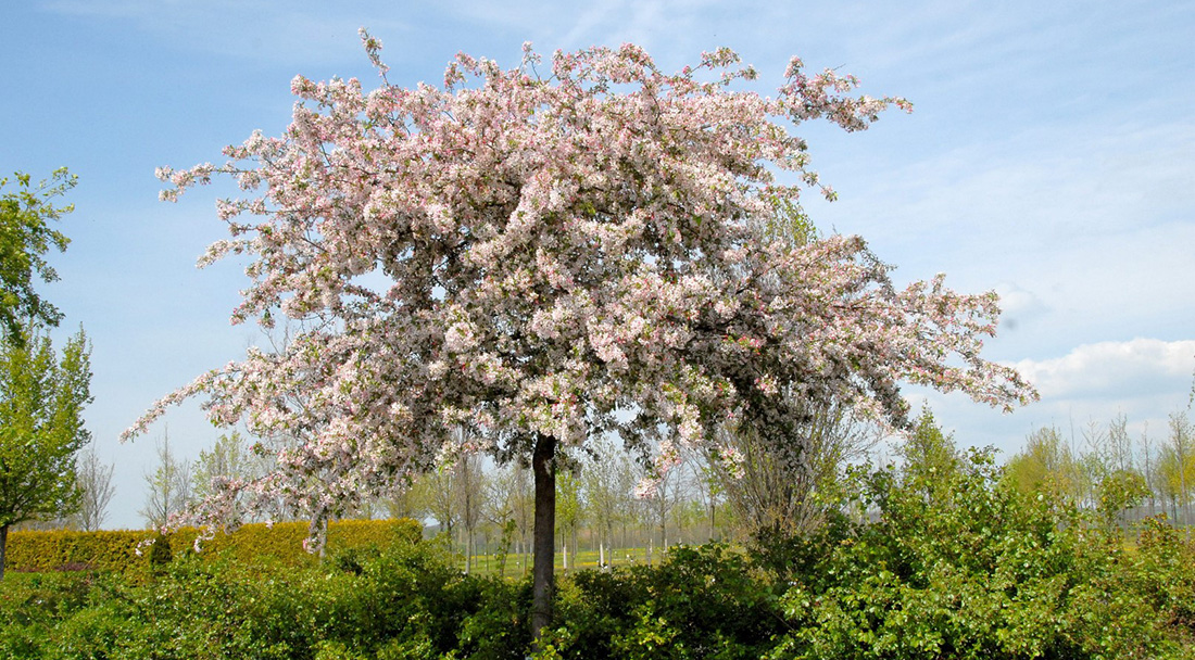 A tree with numerous pink and white blossoms stands in a green field on a sunny day with a light blue sky.