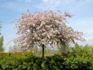 A blooming tree with pink flowers stands surrounded by green foliage under a partly cloudy sky, showcasing one of the best magnolias for early spring.