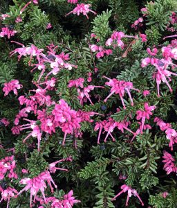 Close-up of vibrant pink flowers blooming among dense green foliage, these are perfect plants for incredible fragrance. Grevillea hybrid Strawberry Smoothie