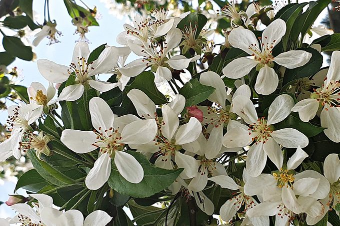 Close-up of a cluster of white blossoms and green leaves on a tree branch against a backdrop of a clear blue sky, showcasing some of the best magnolias for early spring.