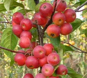 A cluster of small, round, red crabapples hangs from a branch with green leaves on a tree, complementing the nearby blossoms of the best magnolias for early spring.