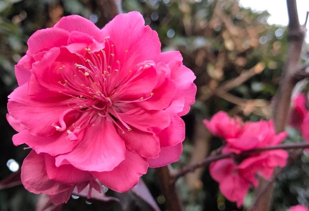 Close-up of a branch with vibrant pink flowers in bloom, set against a blurred, leafy background. These blossoms could be among the best magnolias for early spring.