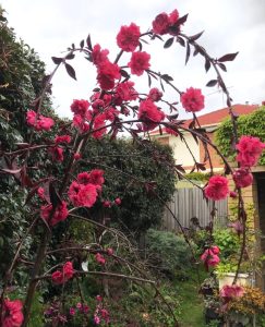 Arched branches of a red flowering plant in a garden with a wooden fence, trees, and a house in the background, highlight one of the best magnolias for early spring.