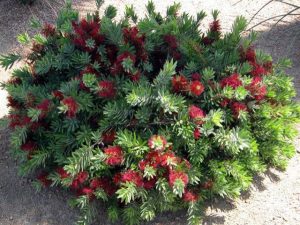 A dense bush with green leaves and clusters of red flowers graces the garden setting, offering a stunning option among plants for incredible fragrance. little john