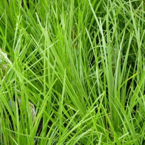 A close-up view of bright green grass blades densely packed together, reminiscent of plants known for incredible fragrance.