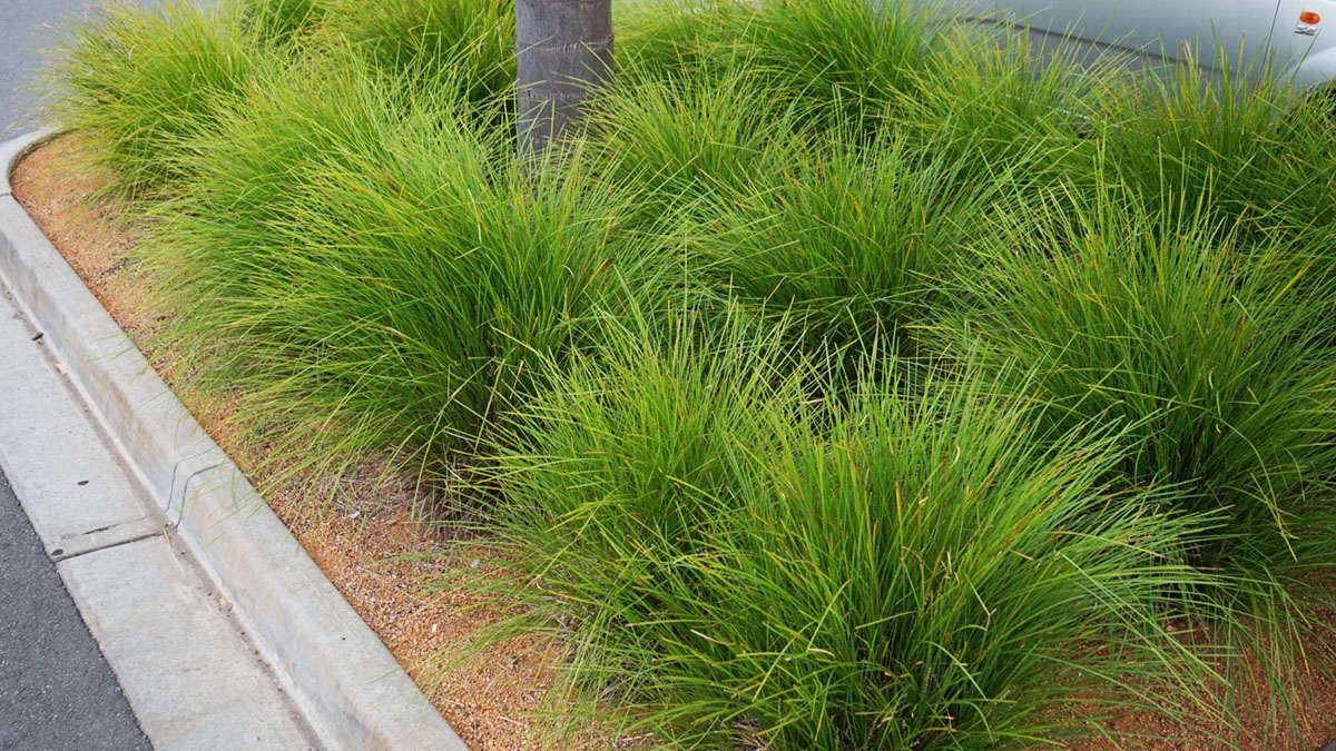 Green ornamental grasses, known for their incredible fragrance, grow along a sidewalk in a landscaped area. Lomandra longifolia Tanika