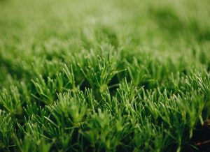 Close-up of lush green grass with narrow blades, showcasing a vibrant and dense growth pattern among plants for incredible fragrance. Scleranthus biflorus Lime Lava